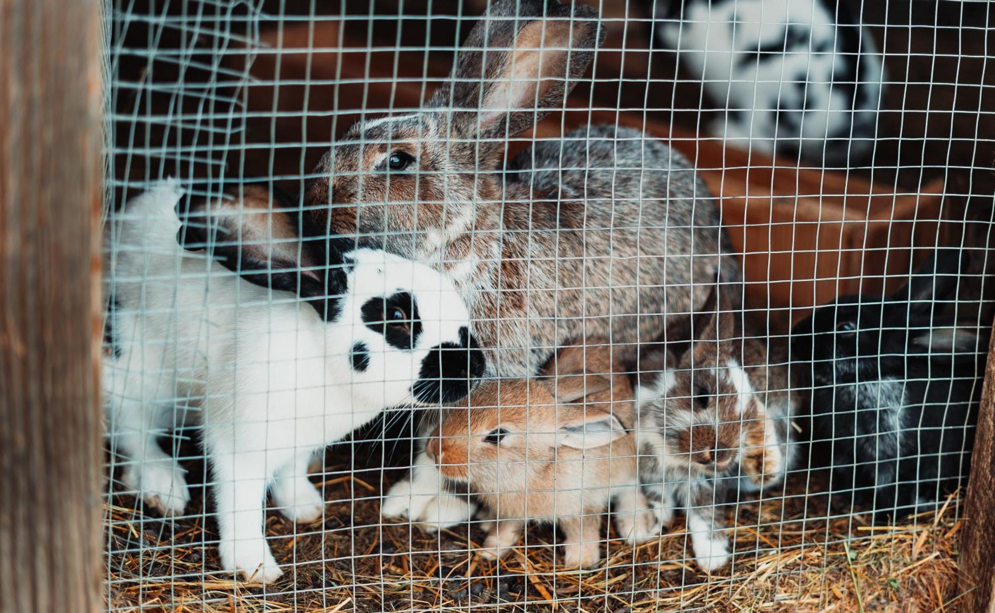 Mei Zeit Huettendorf Turracher Hohe エクステリア 写真